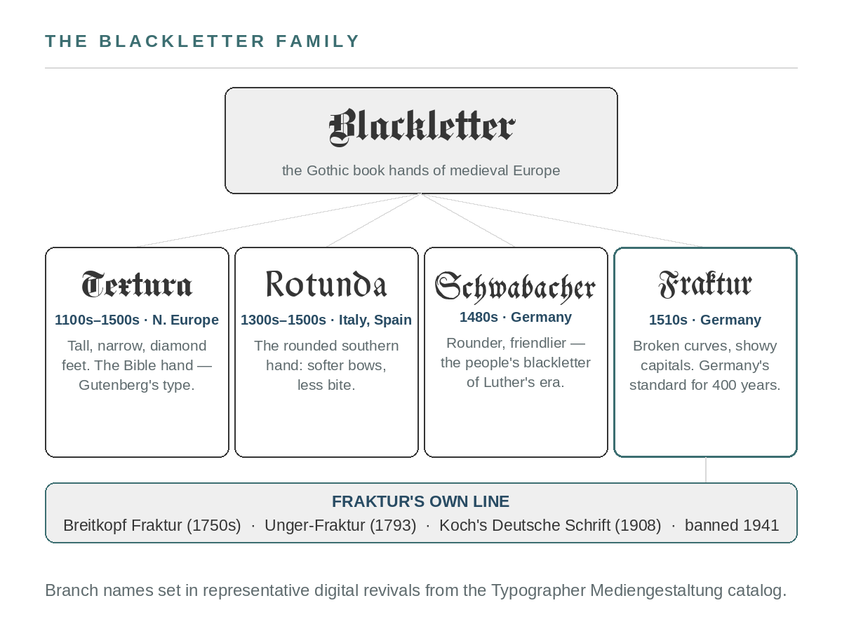 Diagram of the blackletter family tree: Blackletter branching into Textura, Rotunda, Schwabacher, and Fraktur, with Fraktur’s own line running through Breitkopf, Unger, and Koch to the 1941 ban